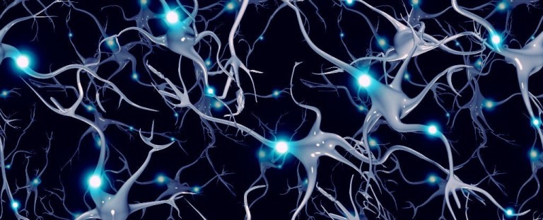 Body fatness is regulated by the brain